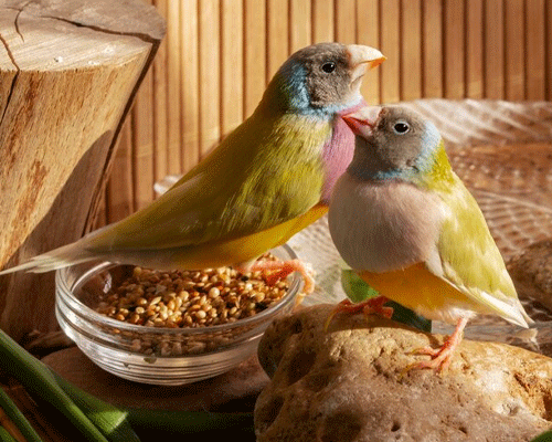 Bird-Food.png