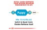 rc-bhn-puppygoldenretriever-cv-eretailkit-1_.jpg