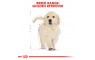 rc-bhn-puppygoldenretriever-cv-eretailkit-4_.jpg