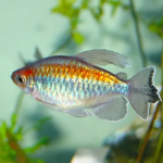 Congo Tetra 4 cm-1