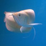 ALBINO AROWANA 17CM (2)