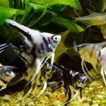 ANGEL FISH MIX 5 TO 6CM-1