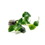 ANUBIAS BARTEI BROAD MINI LEAF (1)