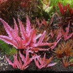 AQUAFLORA CRYPTOCORNE WENDITTI PINK (1)