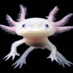 AXOLOTL ALBINO 14CM-1