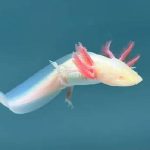 AXOLOTL ALBINO-2