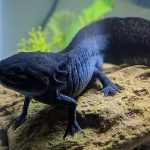 AXOLOTL WILD 14CM (1)