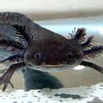 AXOLOTL WILD 14CM (2)