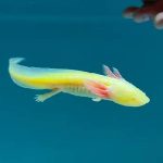 AXOLOTL YELLOW 14CM-2