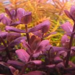 BACOPA SALZMANNII PURPLE (1)