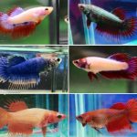 BETTA HALFMOON FEMALE MIX 5CM (1)