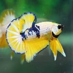 BETTA YELLOW FANCY BETTA HMPK-1