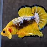 BETTA YELLOW FANCY BETTA HMPK (1)