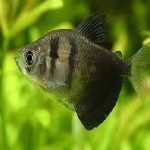 BLACK TETRA 3cm-1