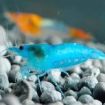 BLUE VELVET SHRIMPS 1cm (1)