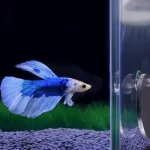 Betta Mirror 9cm (3)