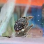 Black Bristalnose Pleco 4.5cm-1