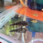 Black Bristalnose Pleco 4.5cm-2