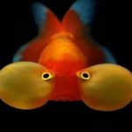 Bubble Eye Gold Fish 7 cm (1)