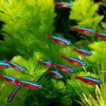 CARDINAL TETRA 2.5CM TO 3CM (1)