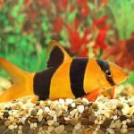 CLOWN LOACH 5CM (1)