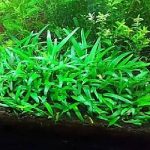 CRYPTOCORYNE LUCENS (1)