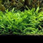 CRYPTOCORYNE LUTEA (3)