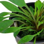 CRYPTOCORYNE WILLISI-1