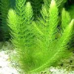 Ceratophyllum demersum ( Hornwort ) (1)