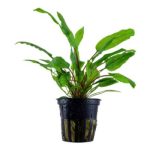 Crptocoryne wendtii Green (1)