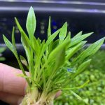 Cryptocoryne Parva (1)