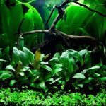 Cryptocoryne Wendtii _Green_-1