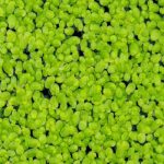 Duckweed Floating Plant (3)