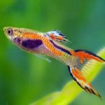 ENDLER GUPPY 2cm-2