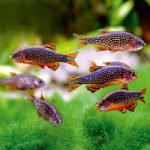 Galaxy Rasbora Fish 1.5cm (3)