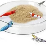 Glass Shrimps Feeding Dish 7.5CM (2)