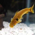 Golden Spotted Catfish 5cm (1)