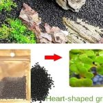 HEART SHAPE GRASS SEED (1)