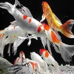 HI FIN KOI CARP 16CM-1