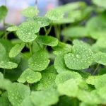 Hydrocotyle Leucocephala (1)