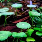 Hydrocotyle verticillata (1)