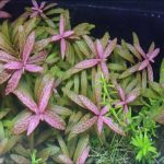 Hygrophila Polysperma 'Rosanervig' (1)