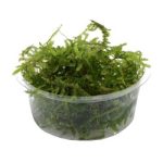 JAVA MOSS-1 (1)