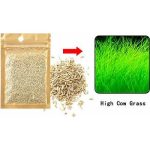 LONG GRASS SEEDS (1)