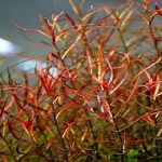 LUDWIGIA ARCUATA RED