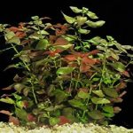 Ludwigia Repense