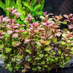 Ludwigia Rubin-1