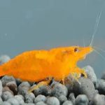 ORANGE SHRIMP 1.5cm (1)