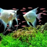 PLATINUM ANGEL FISH 5CM (1)