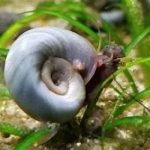 RAMSHORN SNAIL (1)